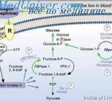 Důležitost regulace glukózy. diabetes mellitus
