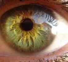 Autonomní inervace oka a očních adnex