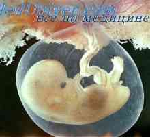 Vienna embryo. Žilního systému embrya