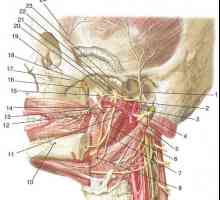 Větve trojklaného nervu: mandibulární nerv