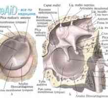 Struktury vnitřního ucha. Anatomické spojení bludiště.