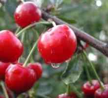 Cherry odrůdy, pěstování, péče