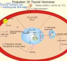 Vliv hormonů štítné žlázy na hlavní burze. Kardiovaskulární systém a hormony štítné žlázy