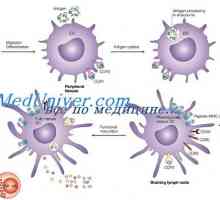 Vliv imunomodulátor na dendritických buňkách. Morfologie dendritických buněk