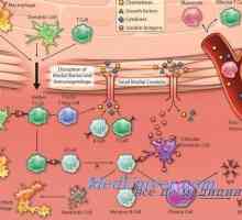 Vliv kortikosteroidů na metabolismus cholesterolu. Lipomobilizuyuschy hypofýzy faktor (LM-faktor)