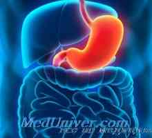 Účinek růstového hormonu (GH), v žaludku. Hodnota nadledvin ACTH