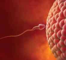 Vnitřní pocity ženy: ovulace, menstruace, hnojení