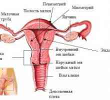 Vnitřní pohlavní orgány ženy, struktuře, anatomie