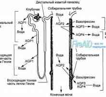 Anatomie glomerulech ledvin. struktura