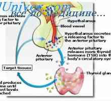 Prenatální toxoplazmóza. Účinek kyseliny valproové na plod