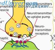 Excitace neuronu. Koncentrace iontů na obou stranách neuronu
