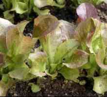 Škůdců a chorob salátu