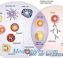 Přirozená imunita. Moderní myšlenka přirozené imunity