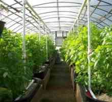Pěstování zeleniny, ovoce, bobule plodin ve skleníku, a skleníku