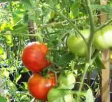 Pěstování rajčat zeleninové pěstitelé milovníci