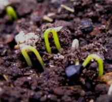 Pěstování cibule semena