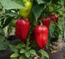 Rostoucí sladká paprika