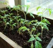 Pěstování rajčat domácí péče