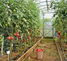 Pěstování rajčat ve sklenících