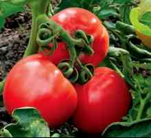 Odvození stupně (hybridy) rajče, vhodnější pro úplnou mechanizaci pěstování