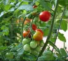 Odrůdy a hybridy rajčat s vysokou kvalitou ovoce