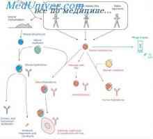 Interakce T a B lymfocytů. Interakce lymfocytů a makrofágů