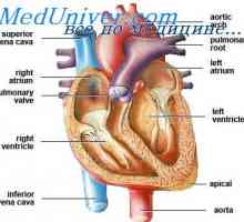 Uzavření oválných otvorů srdce. Neúplné uzavření foramen ovale