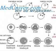 Zárodečné vrstvy. Tvorba endoderm a mezodermu