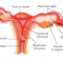 Ženských pohlavních rakovina: funkce, vývoj, struktura