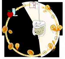 Životní cyklus Giardia a giardiasis rozvoj