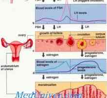 Hodnota a funkce progesteronu. Biointez a výměna