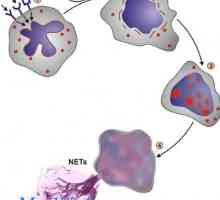 Význam neutrofilů. mechanismy fagocytózy