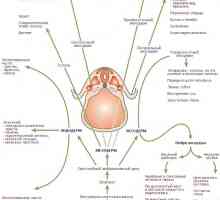Regulace specializace endoderm při tvorbě gastrointestinálního traktu u plodu