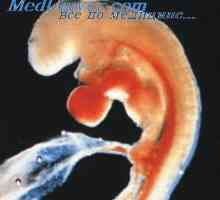 Thalamu embryo. Svévolné a regulační kontrolu plodu