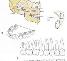 Zubní, alveolar a bazální oblouk. kousnutí