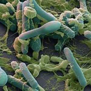 Anaerobní bakterie: Typy