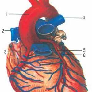 Anatomie tepen srdce
