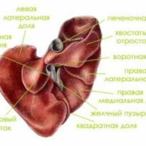 Anatomie a fyziologie lidského jater