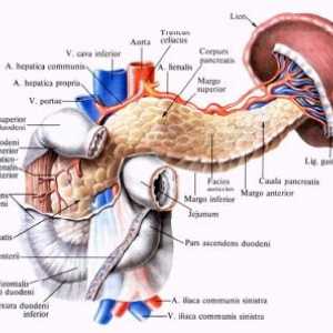 Anatomie a fyziologie pankreatu