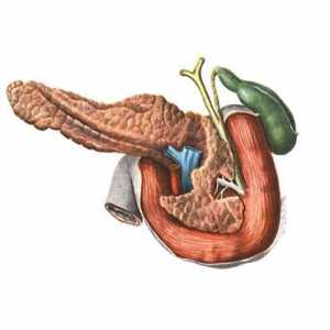 Anatomie a fyziologie pankreatu