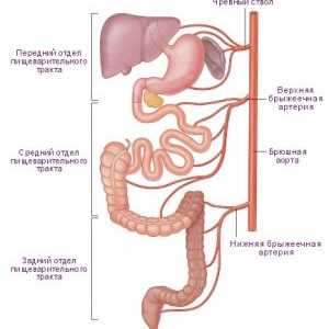 Anatomie a fyziologie lidského žaludku