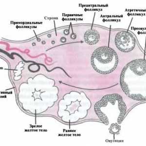 Anatomie a fyziologie ženského reprodukčního referenčního systému