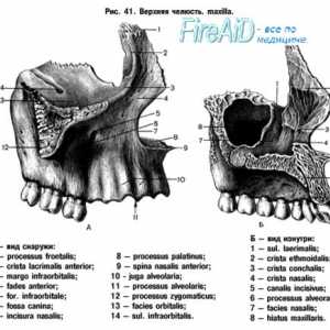 Anatomie: horní čelist