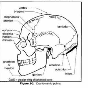 Anatomie vnějšího povrchu lebky. Craniometrical bod (vnější památky)