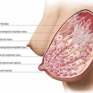 Anatomie ženského prsu