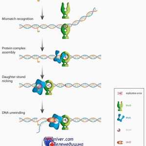 Proteiny rodiny Mutl, dotažení a CDK ve vývoji oocytů. mutace