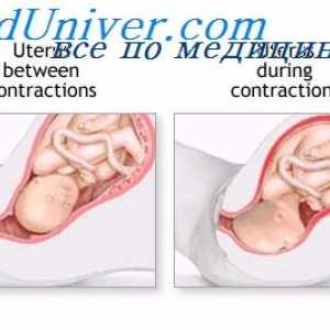 Břišních svalů během porodu. děložní činnost