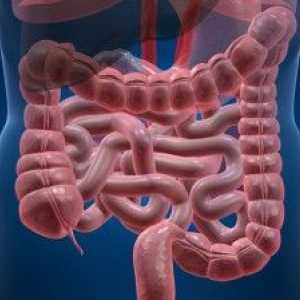 Co se děje ve střevní dysbacteriosis?