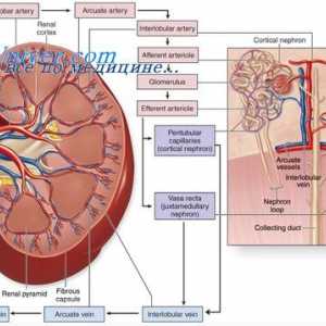 Vaskularizace tkáně. Tvorba a růst nových cév