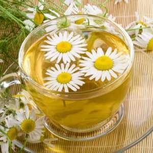 Květy heřmánku pro léčbu gastritidy